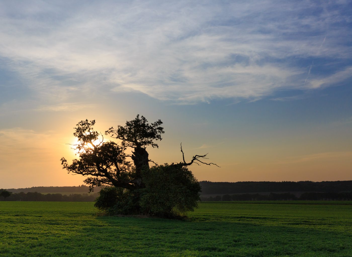 Beberbecker Feld: Dicke Margarethe Eiche Baum