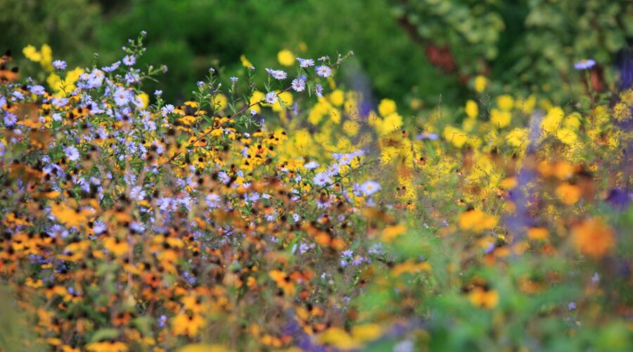 Hermannshof Weinheim Bunter Herbst Astern Helianthus Sonnenblume