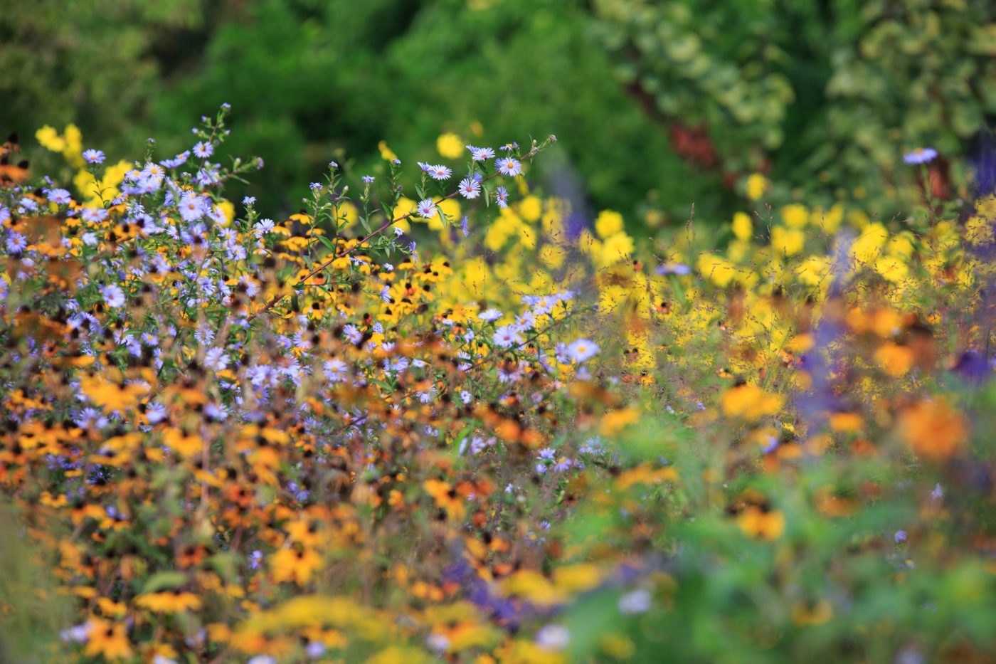 Hermannshof Weinheim Bunter Herbst Astern Helianthus Sonnenblume