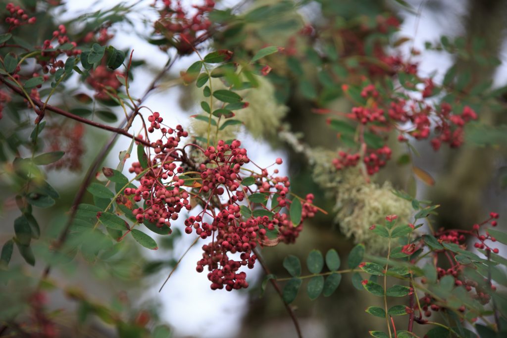 Photo: Dunvegan: Ein Garten auf der Isle of Skye