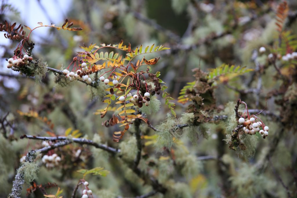 Photo: Dunvegan: Ein Garten auf der Isle of Skye