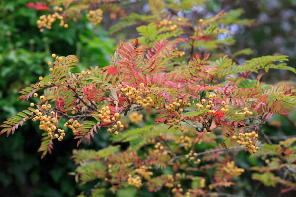 Photo: Dunvegan: Ein Garten auf der Isle of Skye