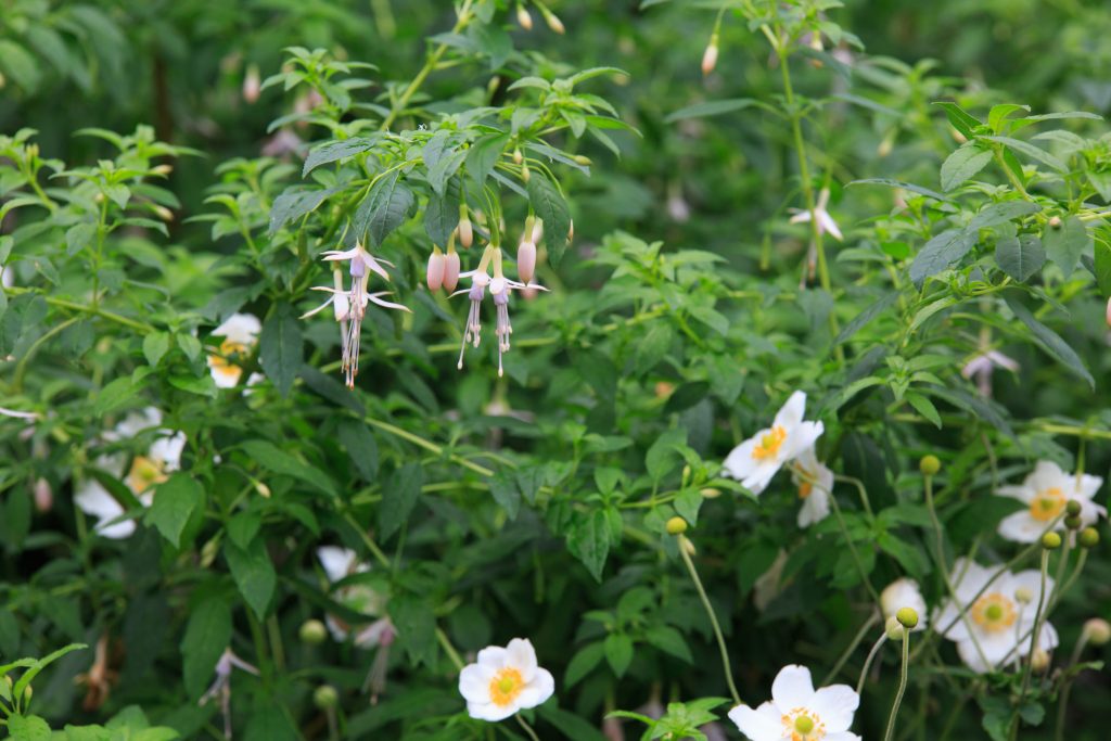 Photo: Dunvegan: Ein Garten auf der Isle of Skye