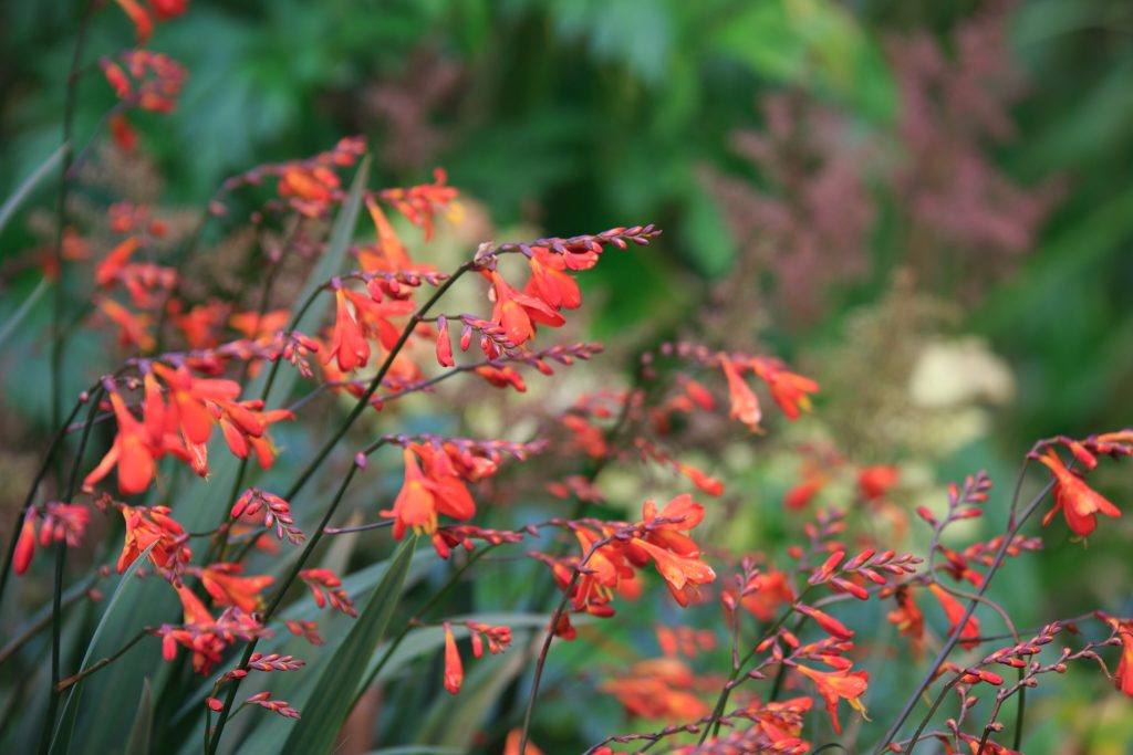 Photo: Dunvegan: Ein Garten auf der Isle of Skye