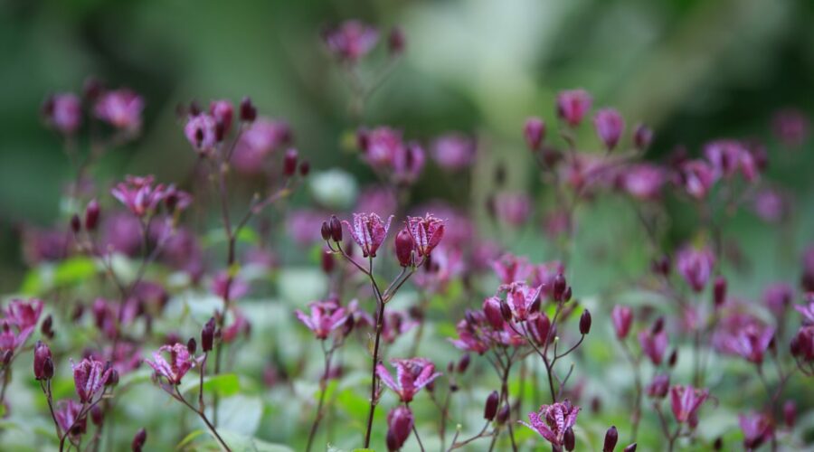 Tricyrtis, Dunvegan Castle, Isle of Skye, Schottland