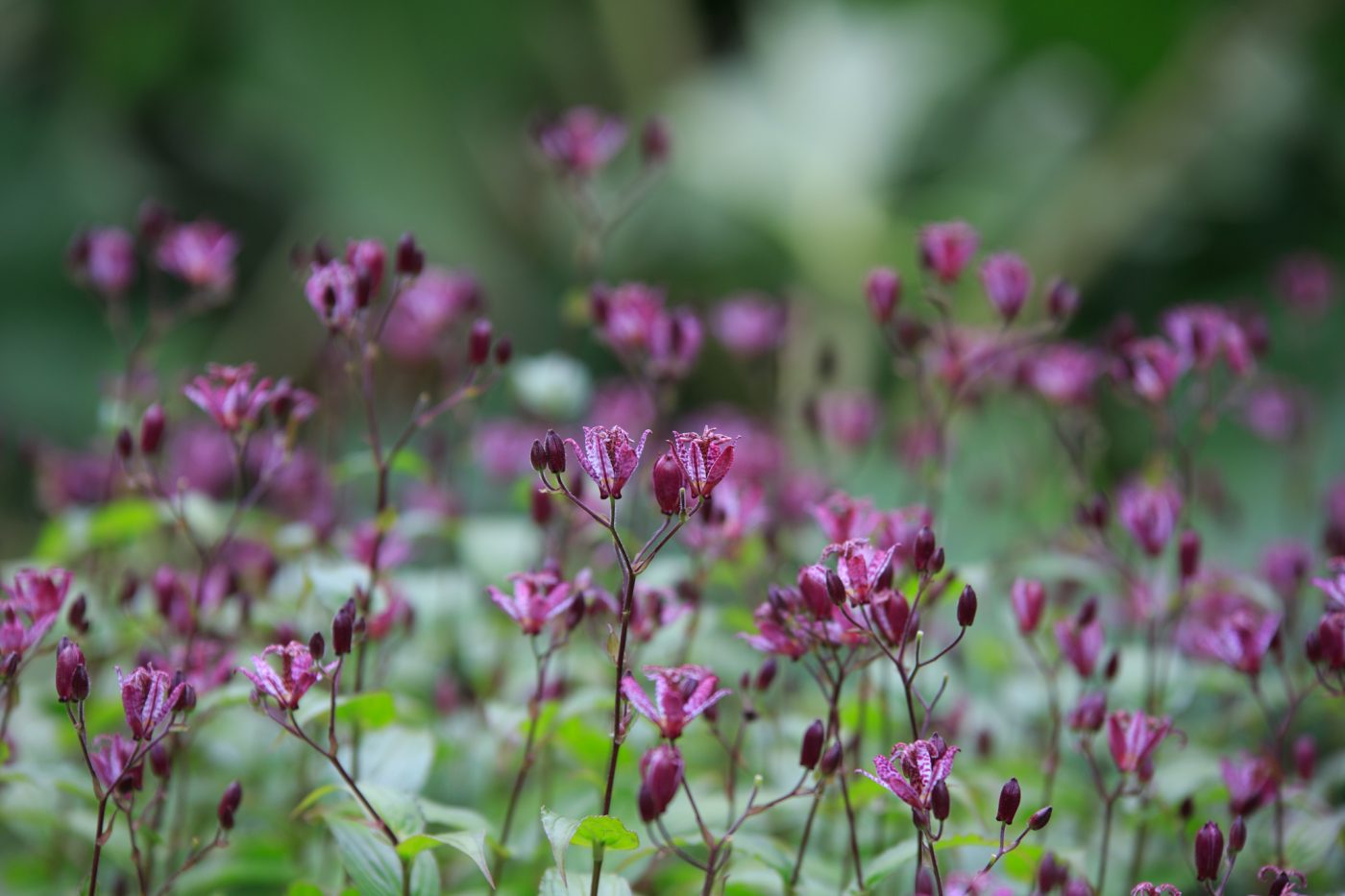 Tricyrtis, Dunvegan Castle, Isle of Skye, Schottland