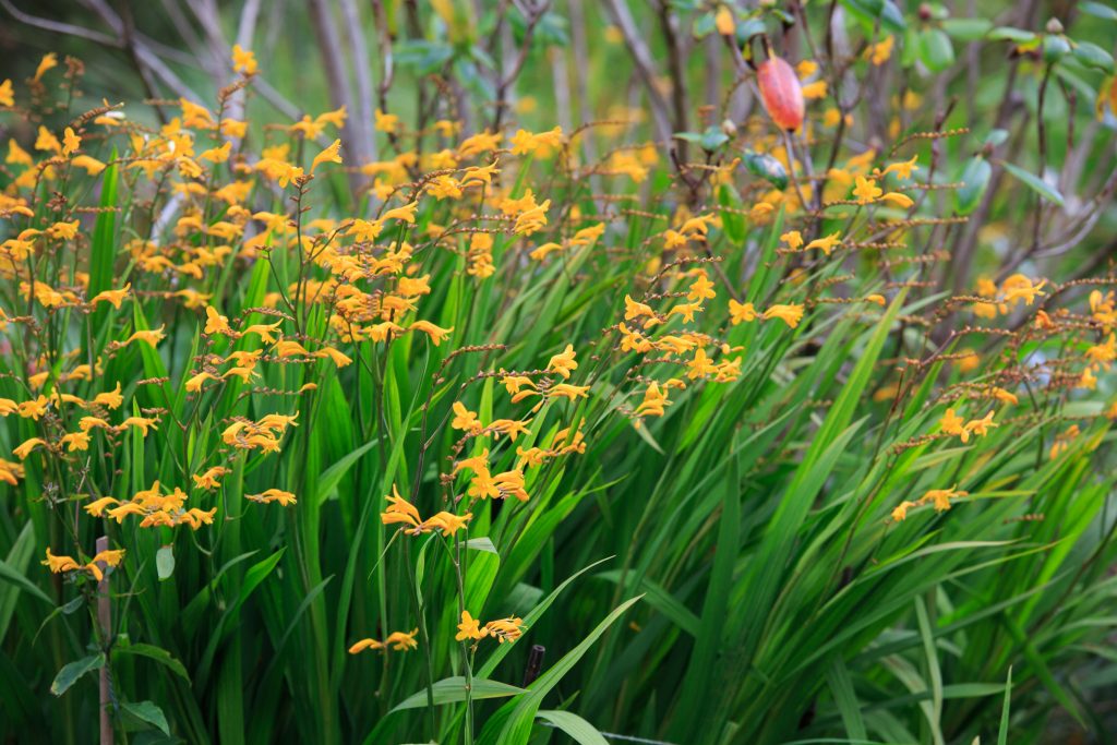 Photo: Dunvegan: Ein Garten auf der Isle of Skye