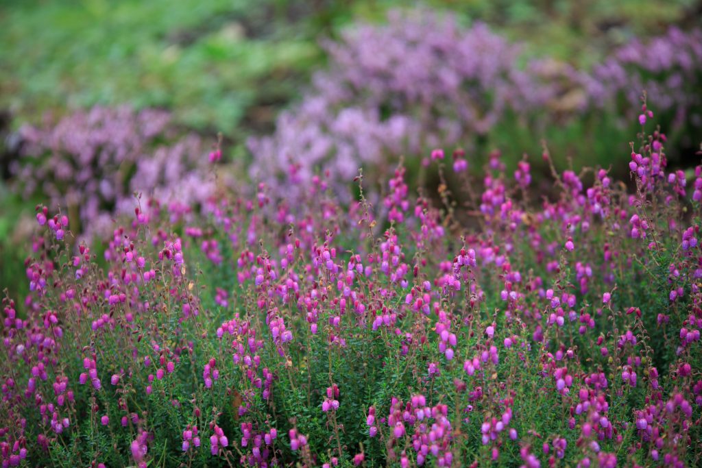 Photo: Dunvegan: Ein Garten auf der Isle of Skye