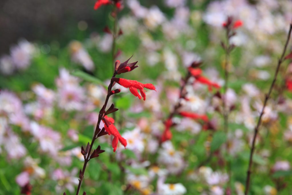 Photo: Dunvegan: Ein Garten auf der Isle of Skye