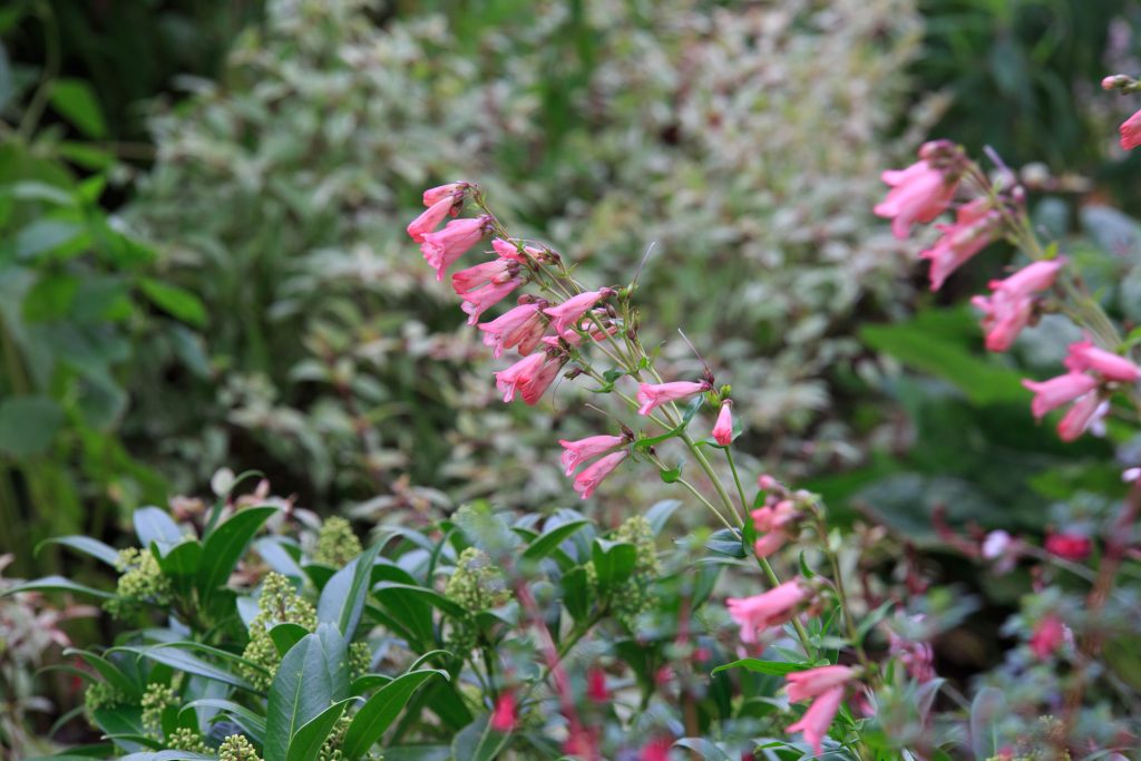 Photo: Dunvegan: Ein Garten auf der Isle of Skye
