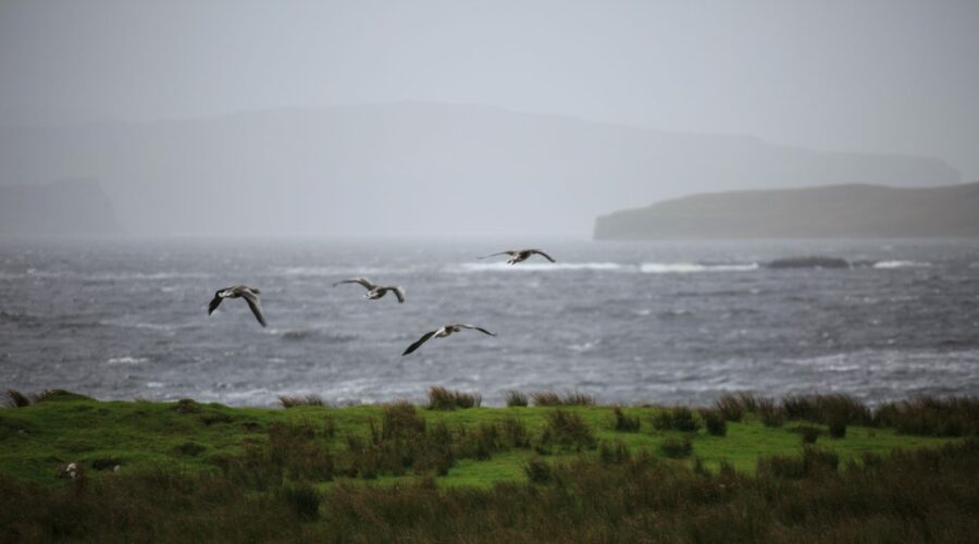 Gänse, Isle of Skye, Schottland