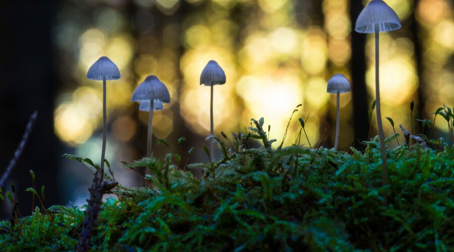 Pilz Makro Moos im Wald