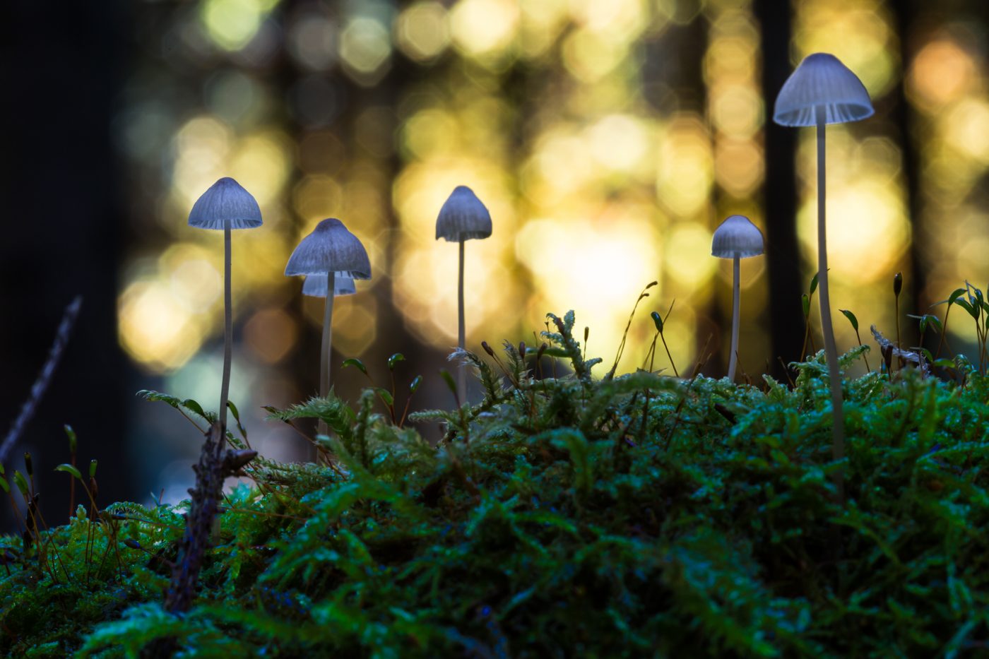Pilz Makro Moos im Wald