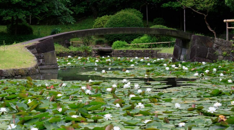 Koishikawa Koraku-en Tokyo Kleiner See Seerosen