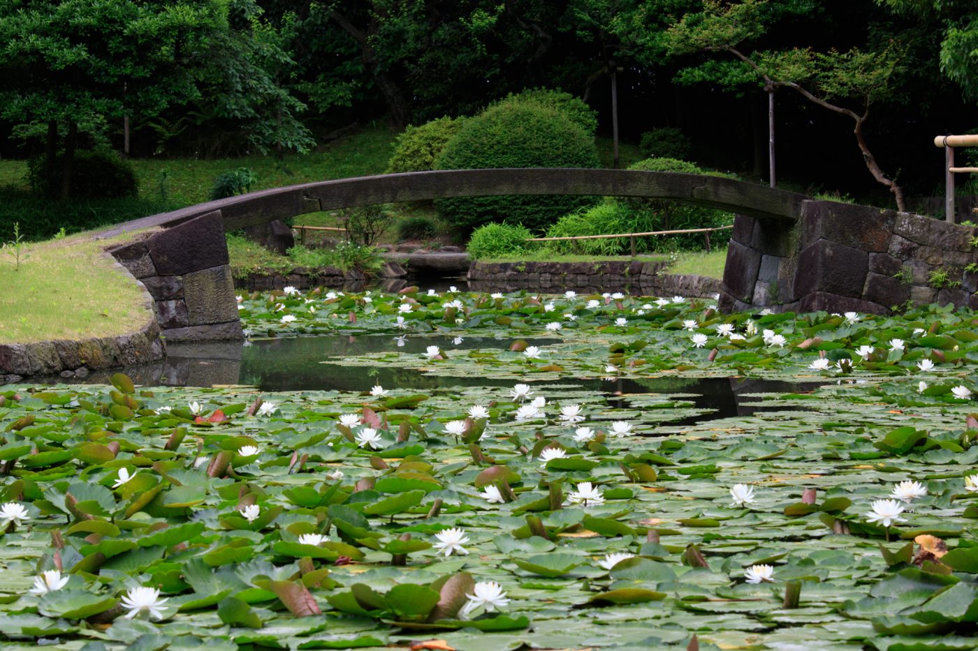 Koishikawa Koraku-en Tokyo Kleiner See Seerosen