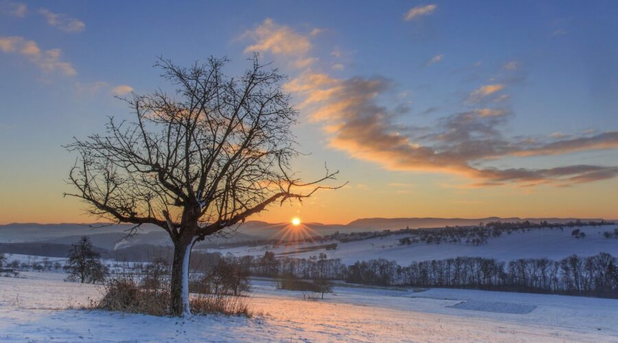 Baum im Schnee bei Sonnenaufgang, Alb