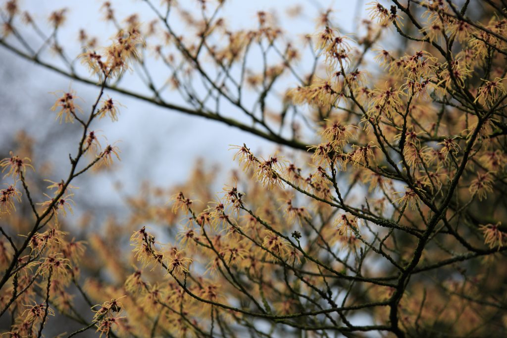 Photo: Gartenreise im Winter nach Belgien: Hamamelis