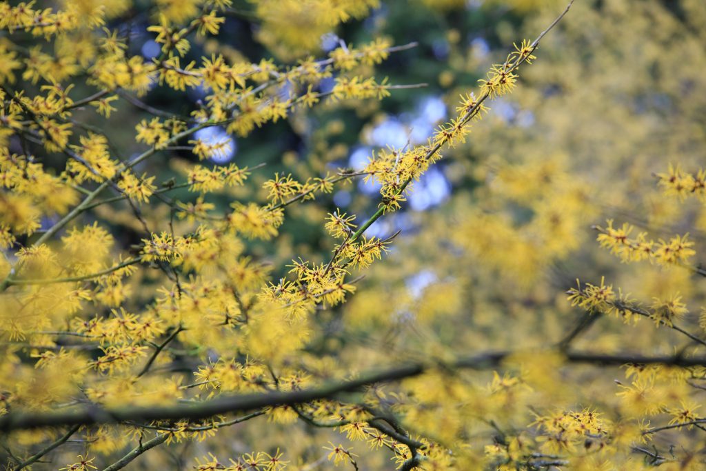 Photo: Gartenreise im Winter nach Belgien: Hamamelis