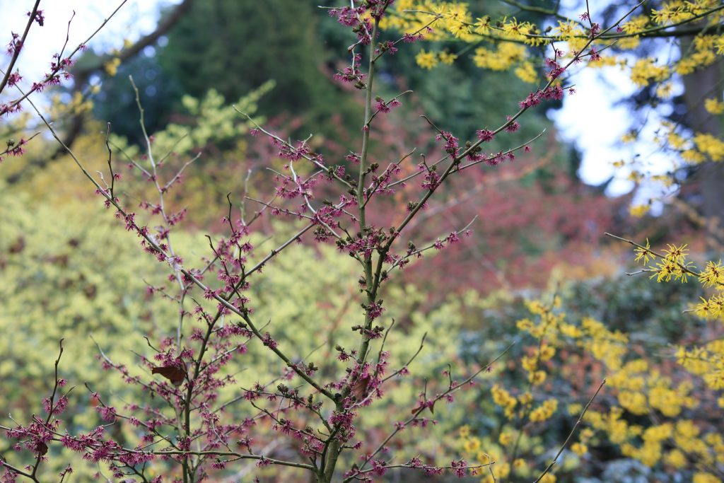 Photo: Gartenreise im Winter nach Belgien: Hamamelis