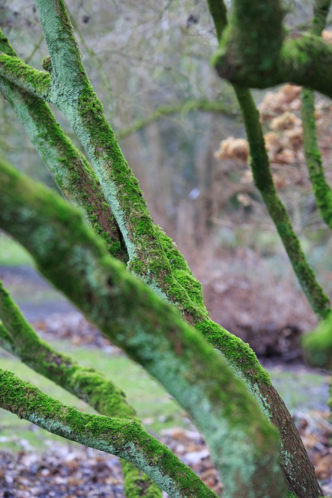 Photo: Gartenreise im Winter nach Belgien: Hamamelis