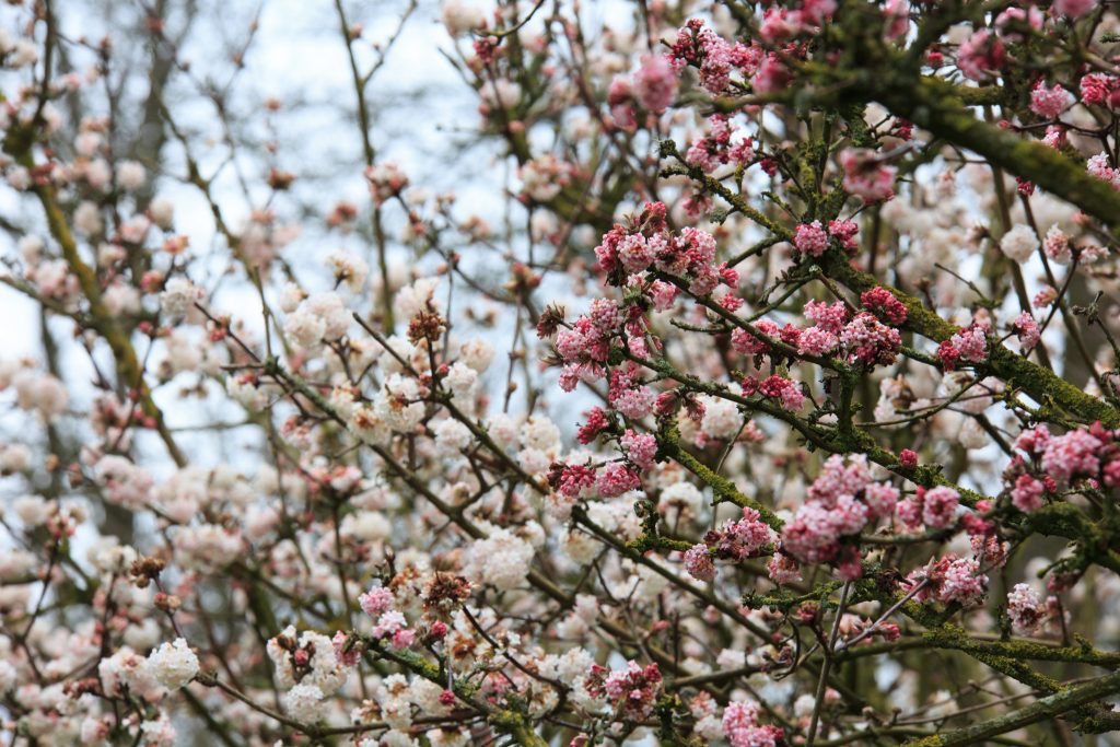 Photo: Gartenreise im Winter nach Belgien: Hamamelis