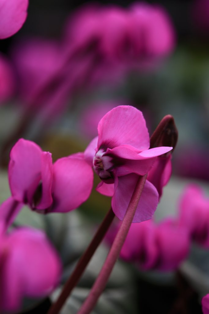 Photo: Gartenreise im Winter nach Belgien: Hamamelis