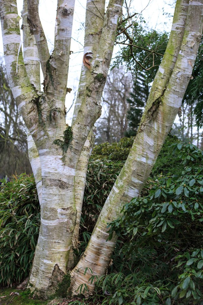 Photo: Gartenreise im Winter nach Belgien: Hamamelis