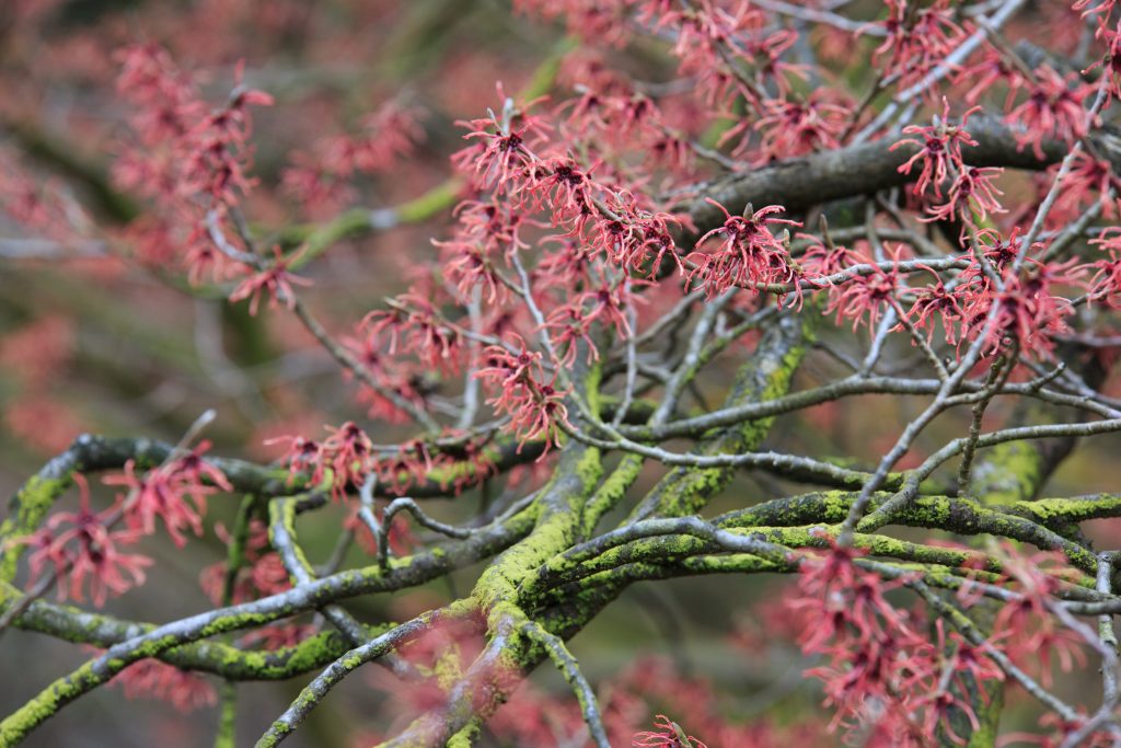 Photo: Gartenreise im Winter nach Belgien: Hamamelis