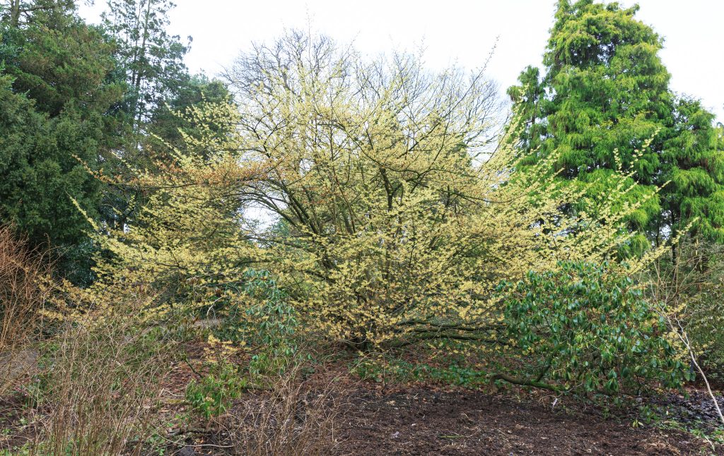 Photo: Gartenreise im Winter nach Belgien: Hamamelis