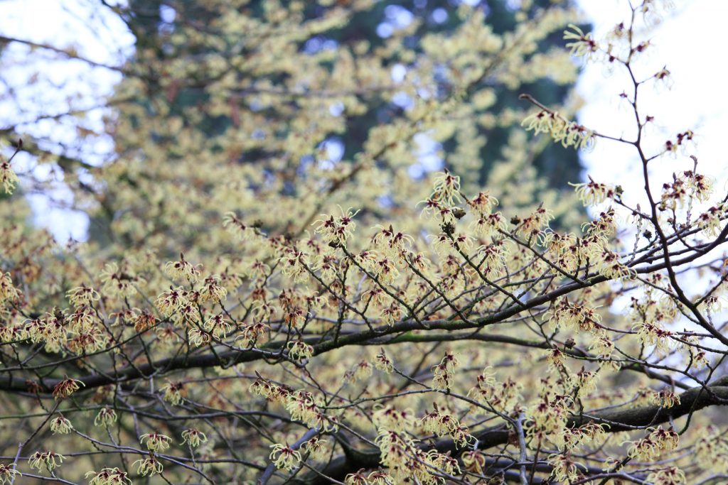 Photo: Gartenreise im Winter nach Belgien: Hamamelis