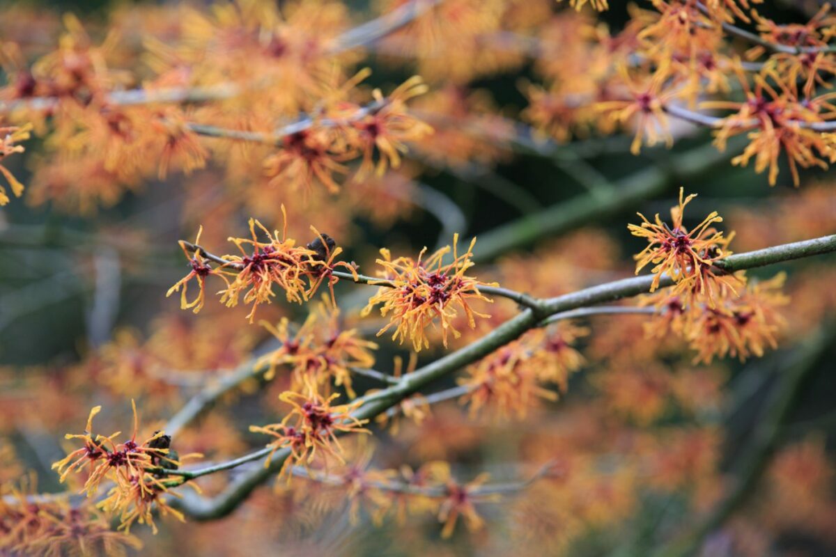 Photo: Gartenreise im Winter nach Belgien: Hamamelis