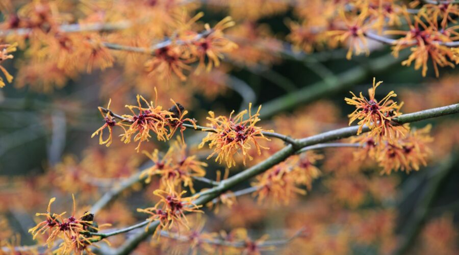 Hamamelis Aphrodite (Arboretum Kalmthout)