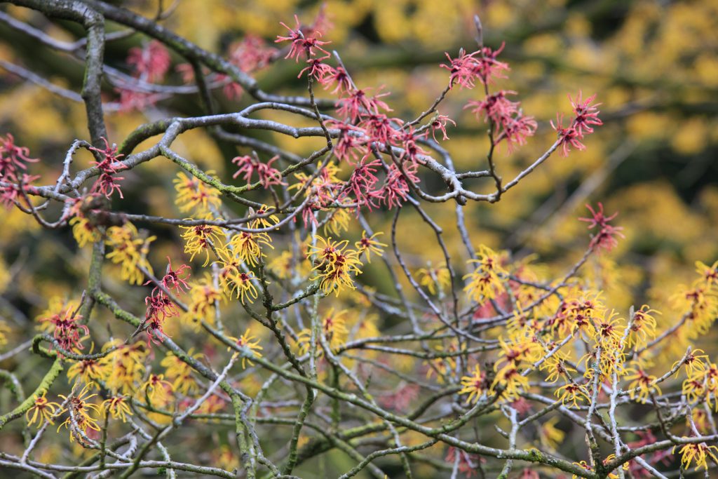 Photo: Gartenreise im Winter nach Belgien: Hamamelis