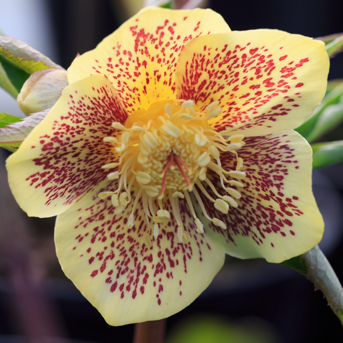 Photo: Gartenreise im Winter nach Belgien: Helleborus