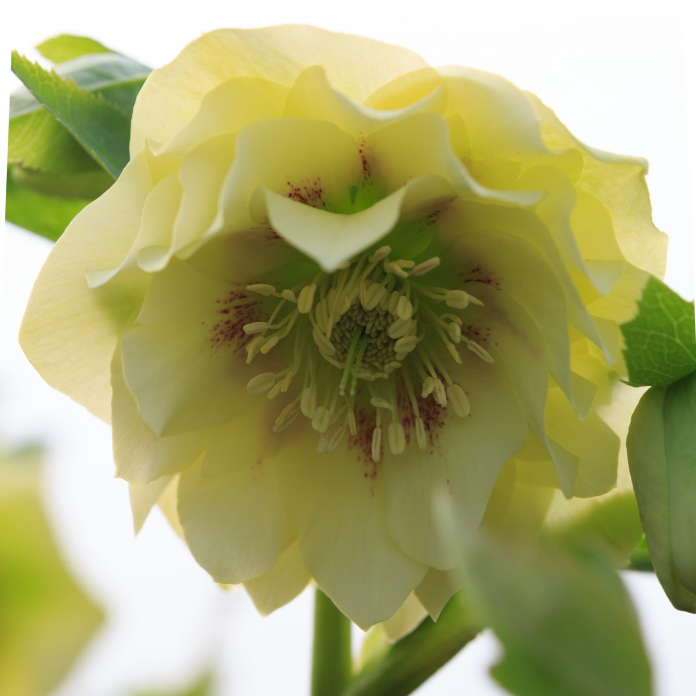 Photo: Gartenreise im Winter nach Belgien: Helleborus