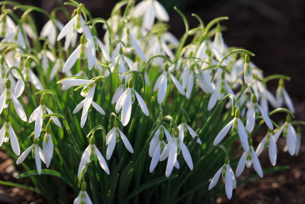 Photo: Gartenreise im Winter nach Belgien: Galanthus