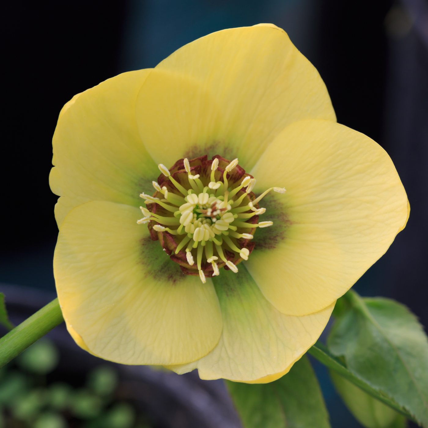 Photo: Gartenreise im Winter nach Belgien: Helleborus