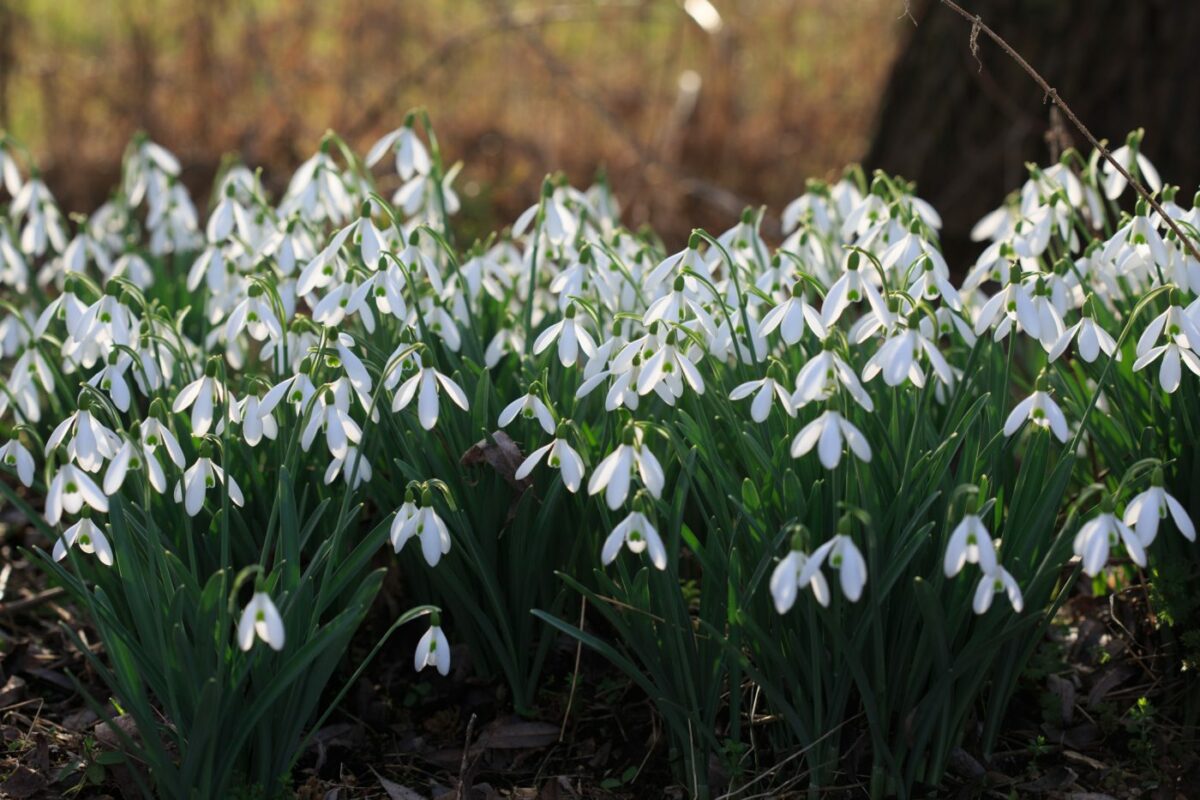Photo: Gartenreise im Winter nach Belgien: Galanthus