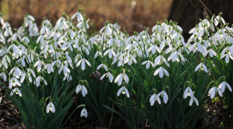 Galanthus, Schneeglöckchen