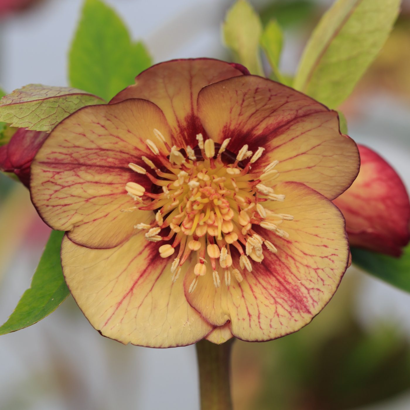 Photo: Gartenreise im Winter nach Belgien: Helleborus
