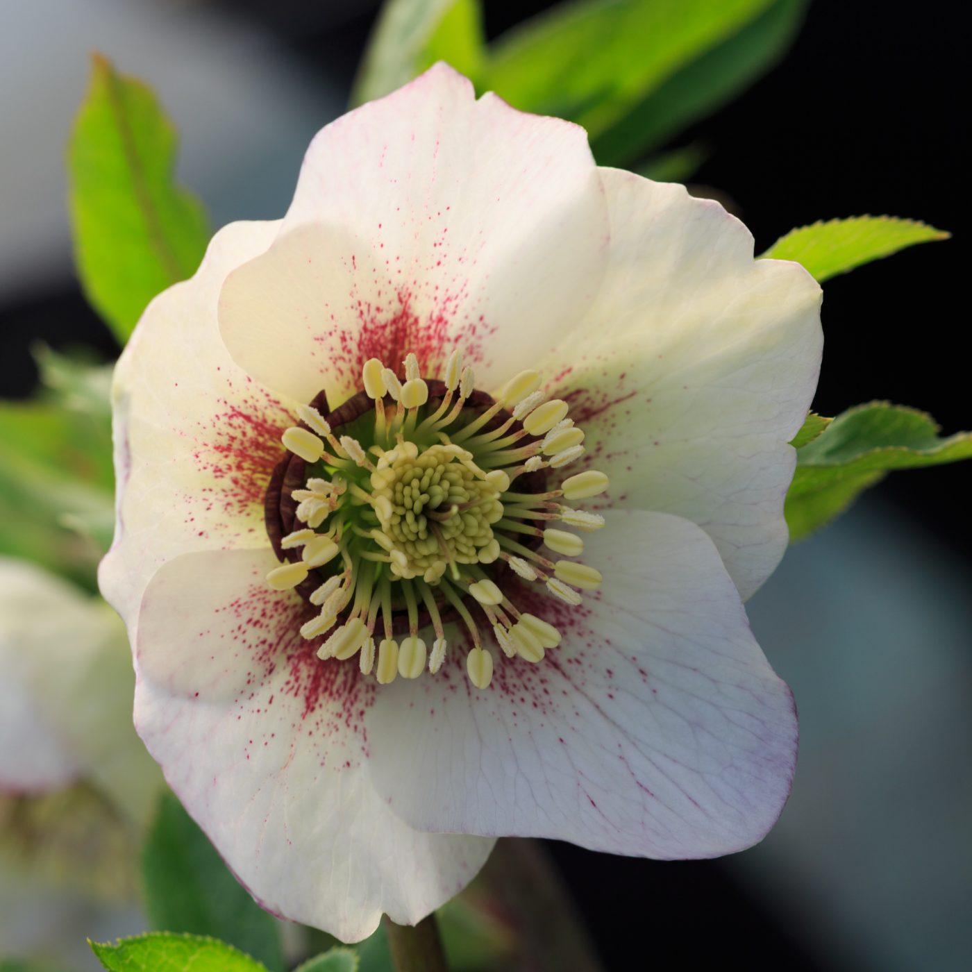 Photo: Gartenreise im Winter nach Belgien: Helleborus