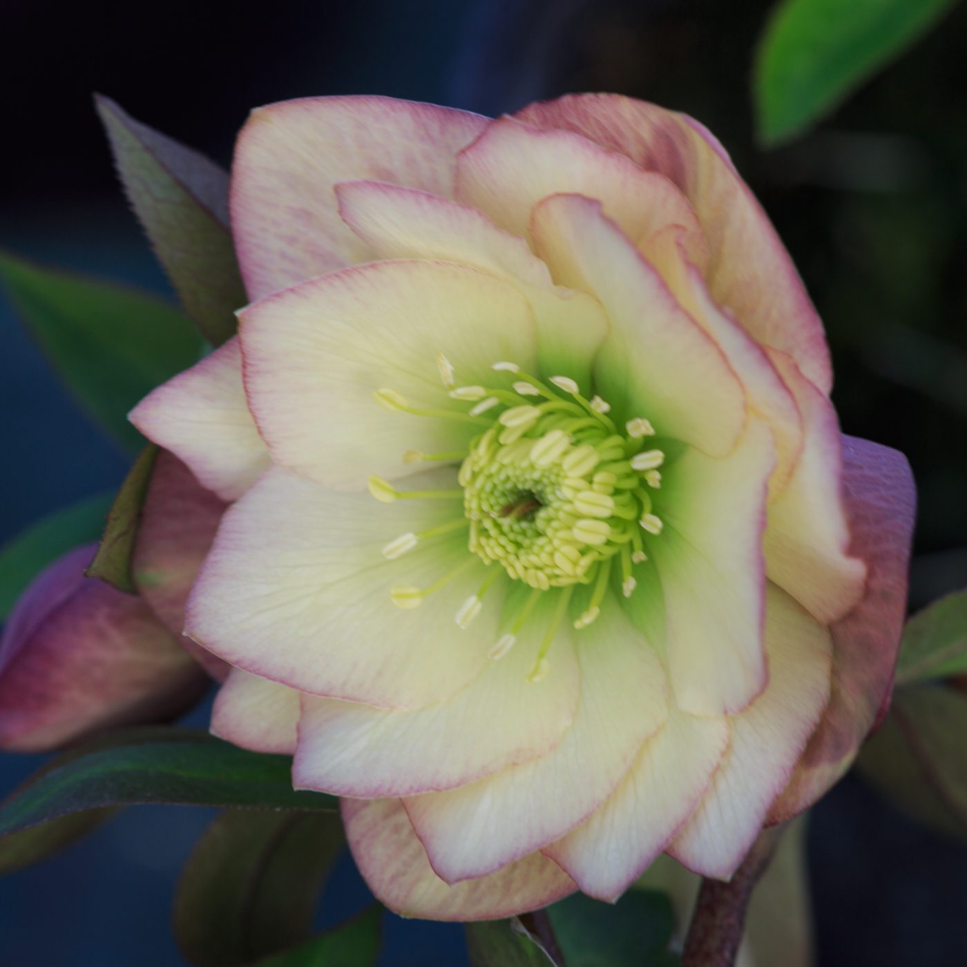 Photo: Gartenreise im Winter nach Belgien: Helleborus