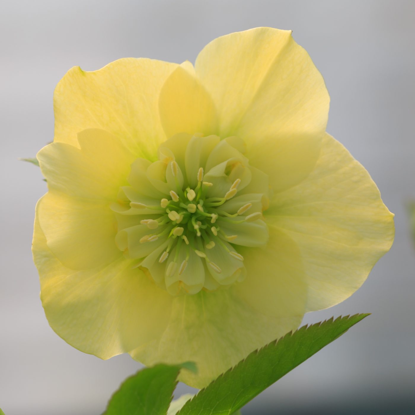 Photo: Gartenreise im Winter nach Belgien: Helleborus