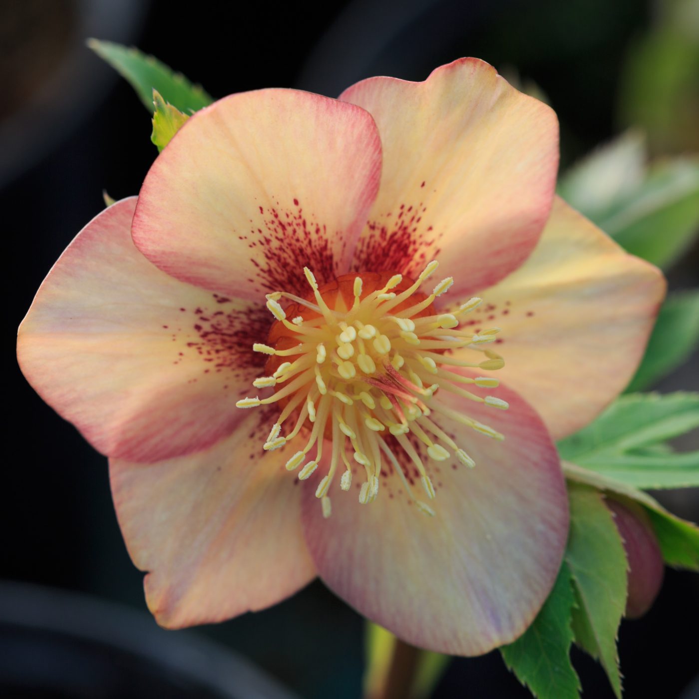 Photo: Gartenreise im Winter nach Belgien: Helleborus