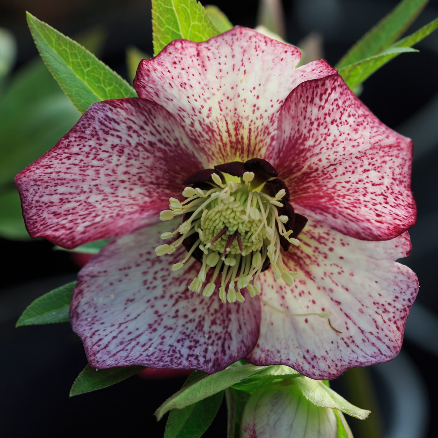 Photo: Gartenreise im Winter nach Belgien: Helleborus