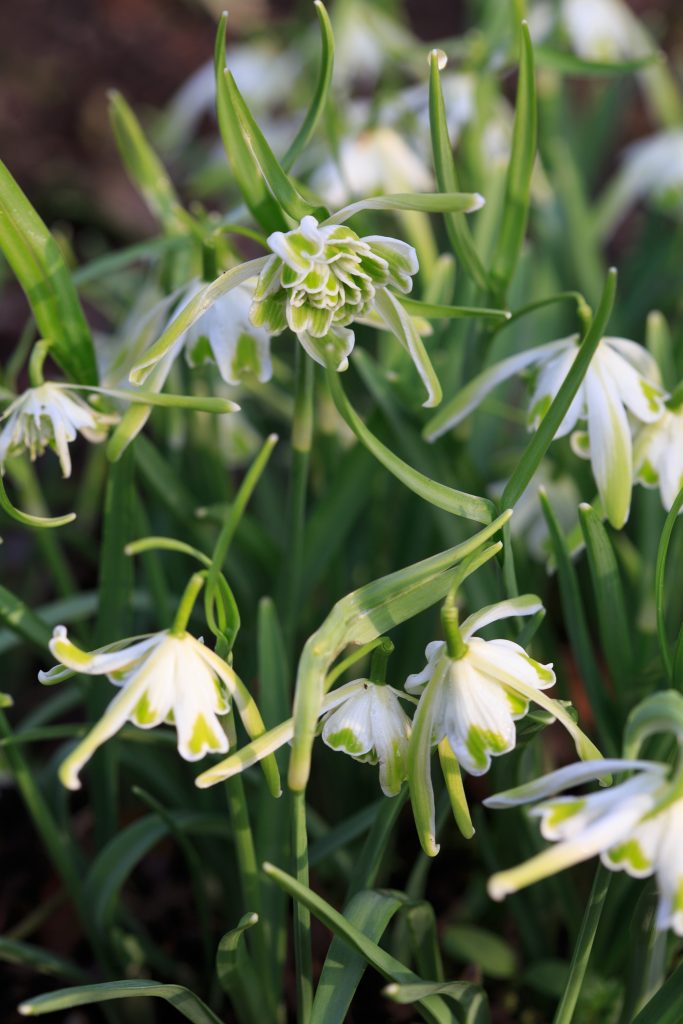 Photo: Gartenreise im Winter nach Belgien: Galanthus