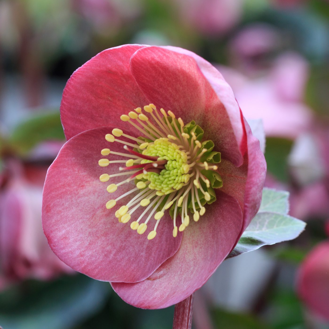 Photo: Gartenreise im Winter nach Belgien: Helleborus