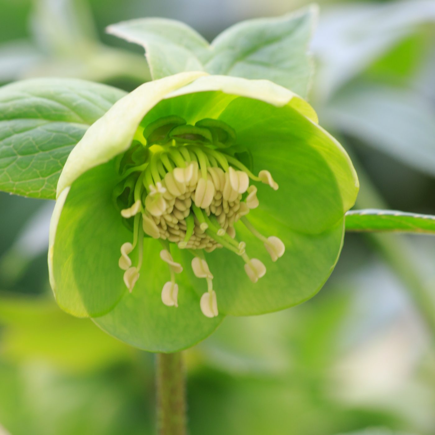 Photo: Gartenreise im Winter nach Belgien: Helleborus