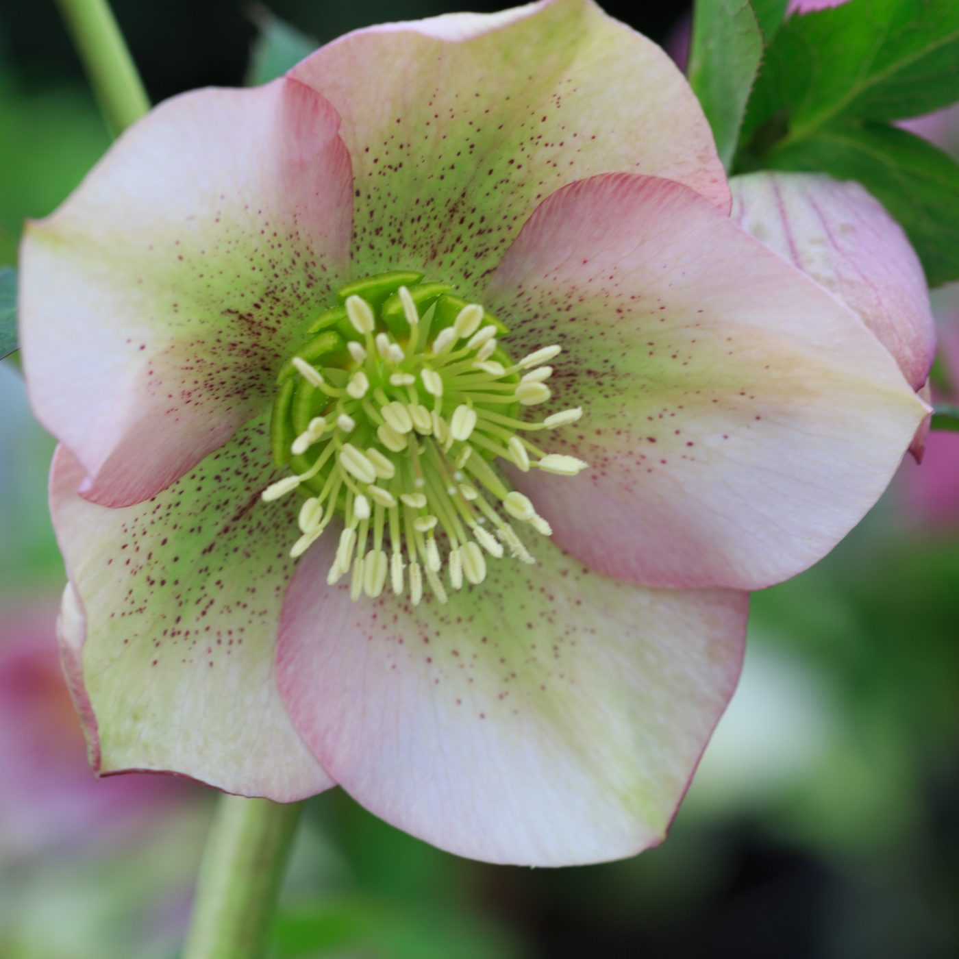Photo: Gartenreise im Winter nach Belgien: Helleborus