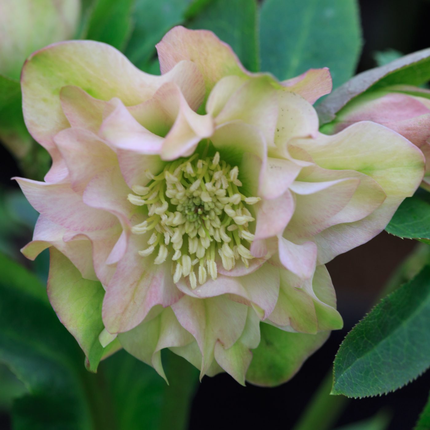 Photo: Gartenreise im Winter nach Belgien: Helleborus